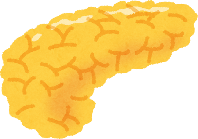 Watercolor Illustration of a Human Pancreas