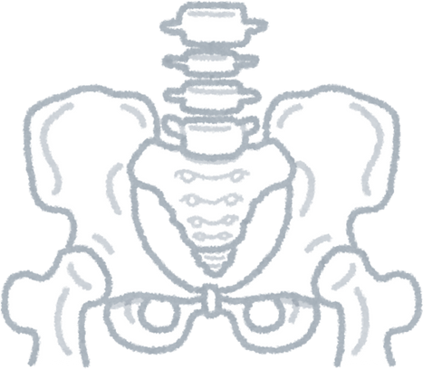 Pelvic Bone Illustration